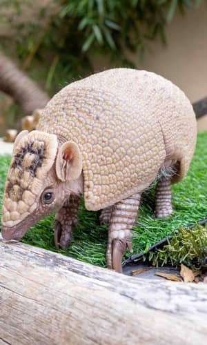 Molecular and Morphological Baraminology of Xenarthra