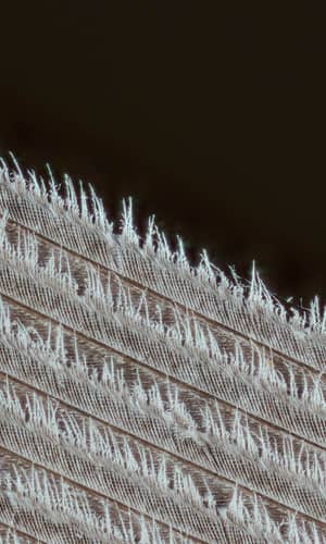 Biochemistry of Dinofuzz:  Feathers, Filaments, Fuzz, or Folly?
