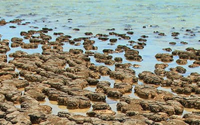 Using Stromatolites to Rethink the Precambrian-Cambrian Pre-Flood/Flood Boundary