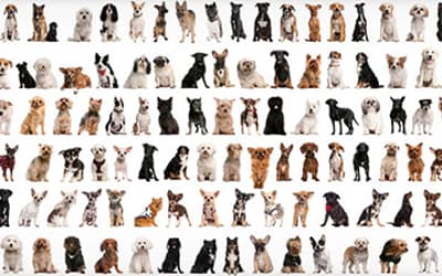Baraminology by Cluster Analysis: A Response to Reeves