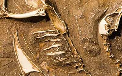 Fossil Grove and other Paleozoic Forests as Allochthonous Flood Deposits