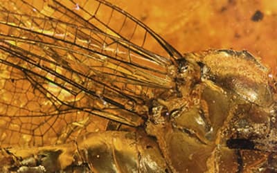 The Challenge of Fossil Forests for Creationist Research